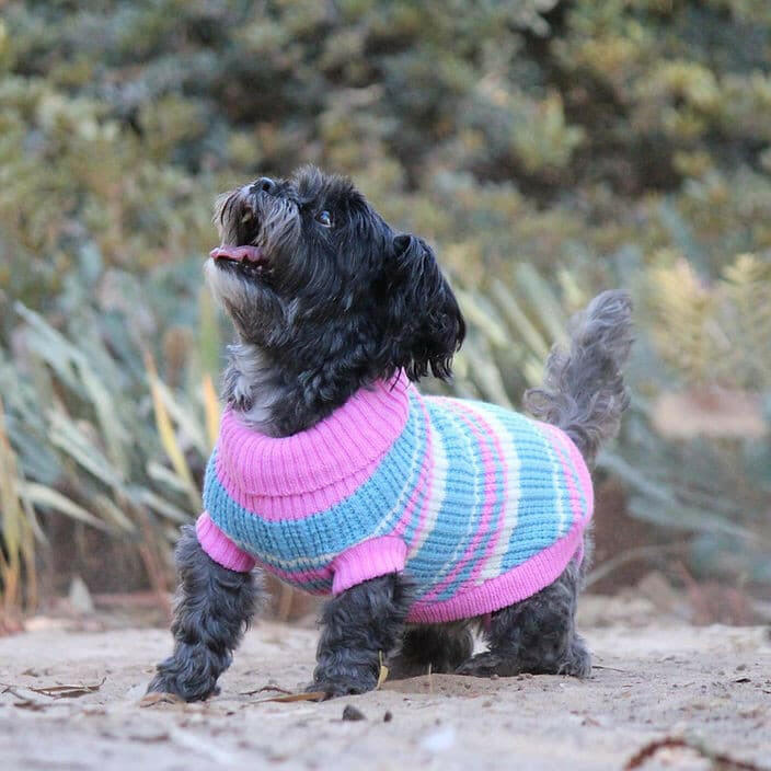 Jumper Huskimo Ski Lodge Pink, dog wearing pink huskimo ski lodge jumper