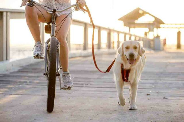 EzyDog Chest Plate Harness red on a golden retriever dog and bike, pet essentials warehouse