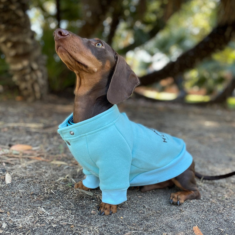 dachshund wearing huskimo hartz peak lagoon, pet essentials warehouse