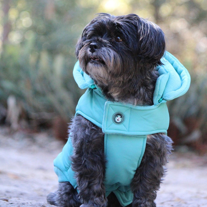 black dog wearing Huskimo Dog Coat Mt Buller Periwinkle, 