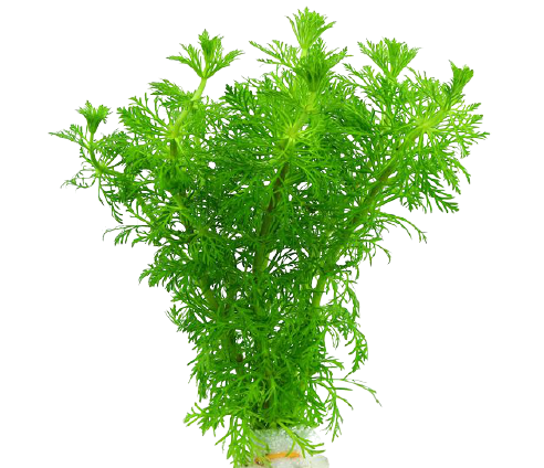 Ambulia – Limnophila Sessiliflora