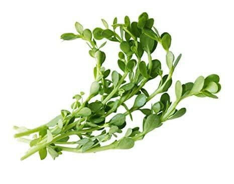 Baby Tears Aquatic Plant, Live Aquarium Plants, Pet Essentials Warehouse