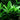 Blue Hygrophila Live Aquatic Plant, Live Plants,  Live Aquatic Plants,  Pet Essentials Warehouse.