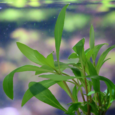 Blue Hygrophila Live Aquatic Plant in a fish tank, pet essentials warehouse