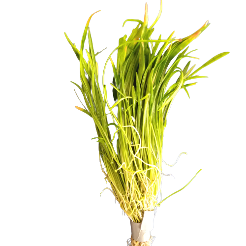 Zealandia – Lilaeopsis Novae-Zelandiae