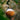 Topflite Wild Bird Energy Coconut Feeder, Topflite,  Bird Food & Treats,  Pet Essentials Warehouse.