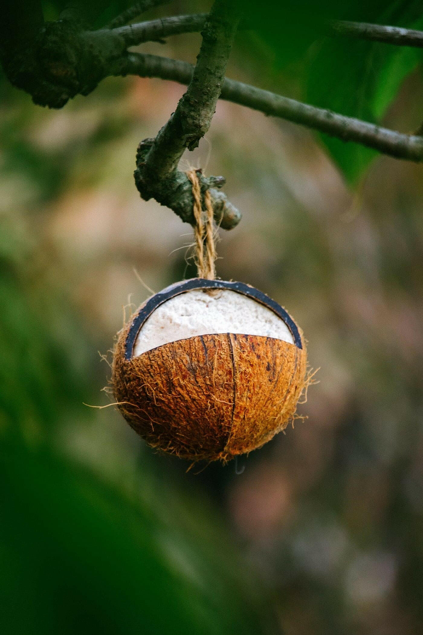 Coco Not Topflite Wild Bird Energy Coconut Feeder - Bird Feeder - Pet Essentials