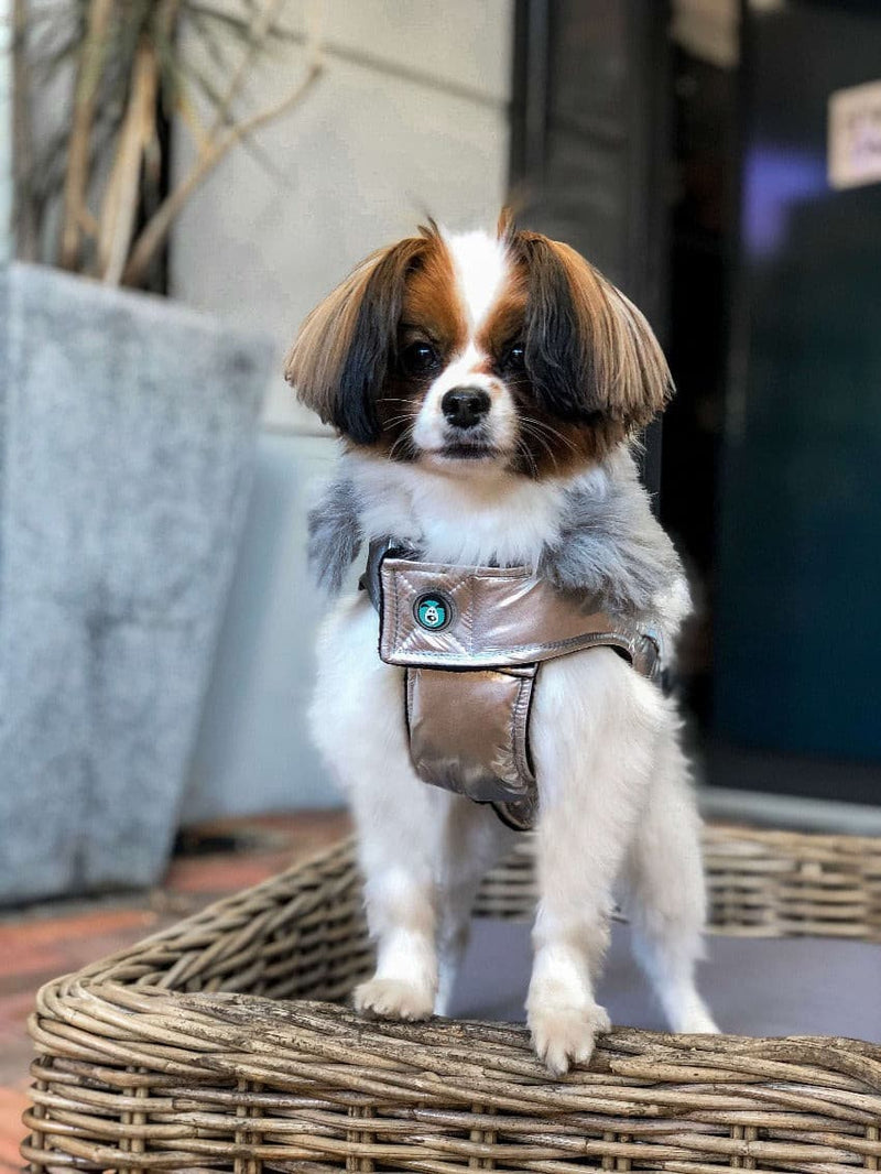 dog wearing a Huskimo Everest Silver Dog Coat, pet essentials warehouse