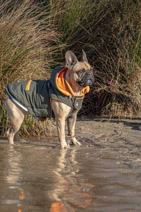 french bulldog wearing Huskimo Mt Buller Khaki Dog Coat, french bulldog in huskimo dog coat, pet essentials warehouse