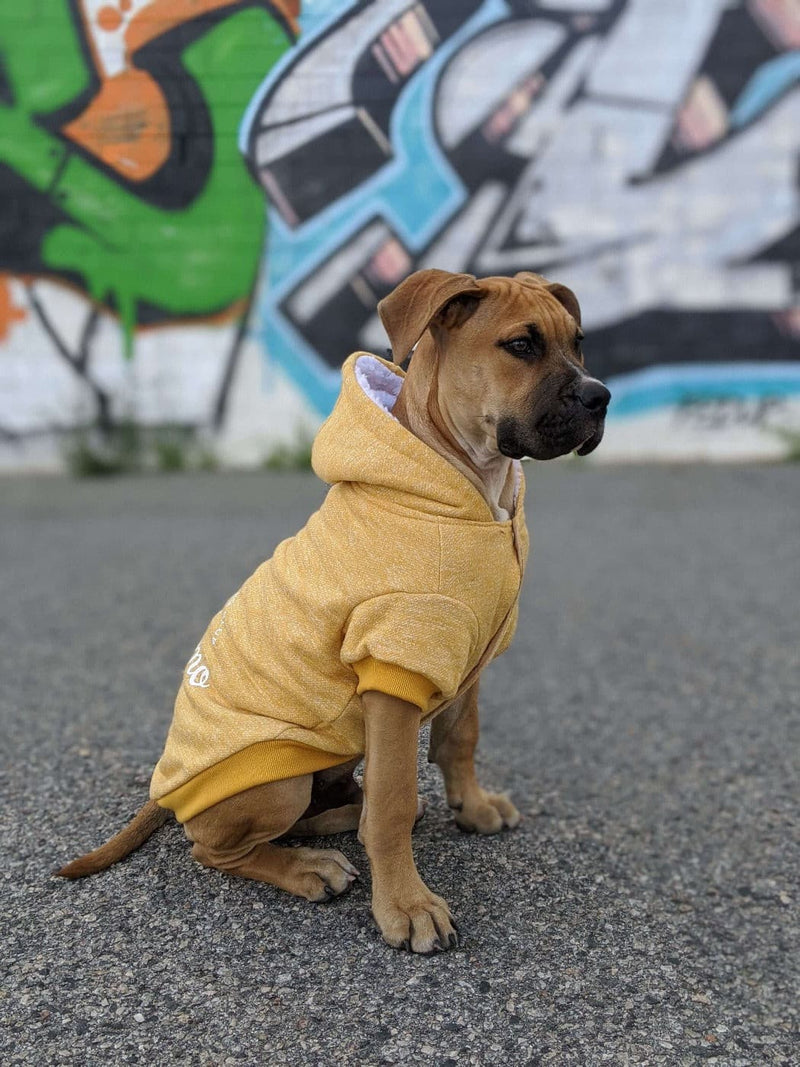 dog wearing Huskimo Dog Coat Snowboard Marigold, pet essentials warehouse