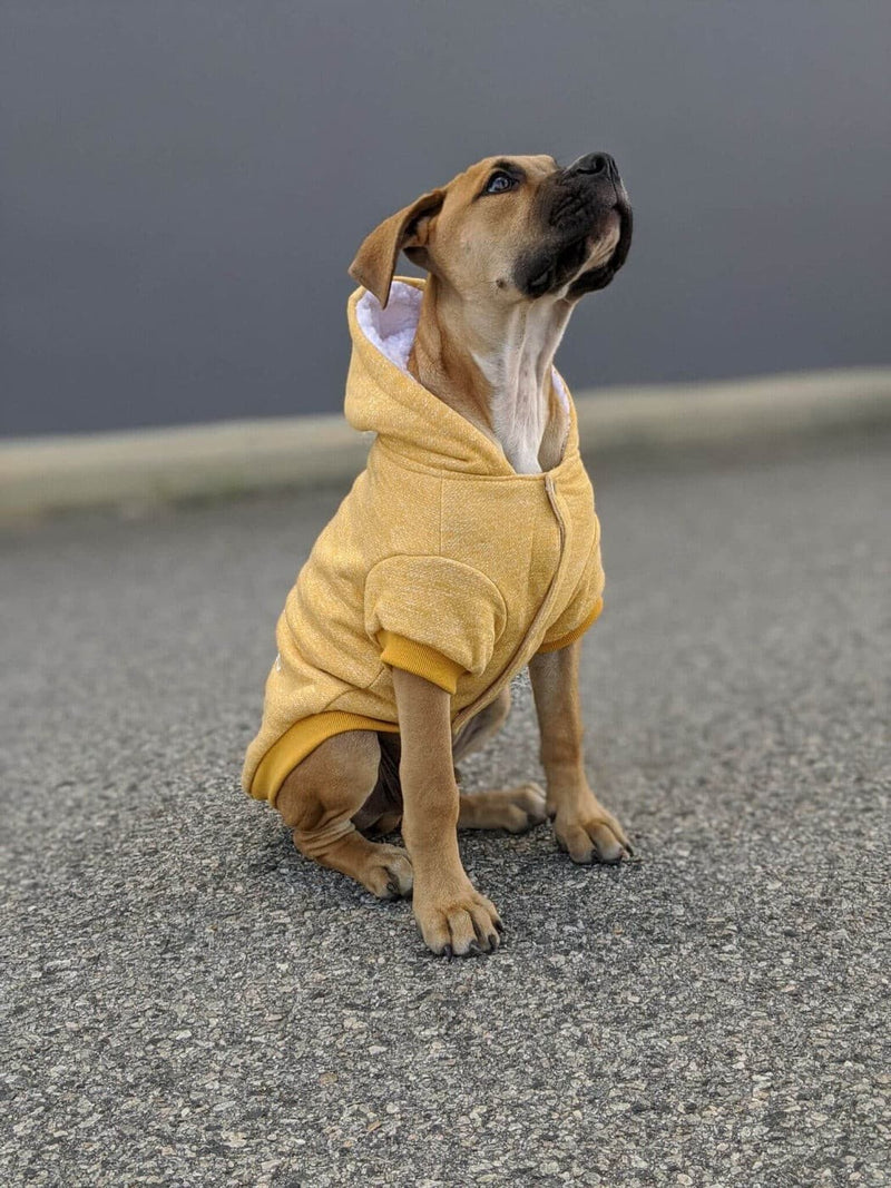 brown dog wearing Huskimo Dog Coat Snowboard Marigold, pet essentials