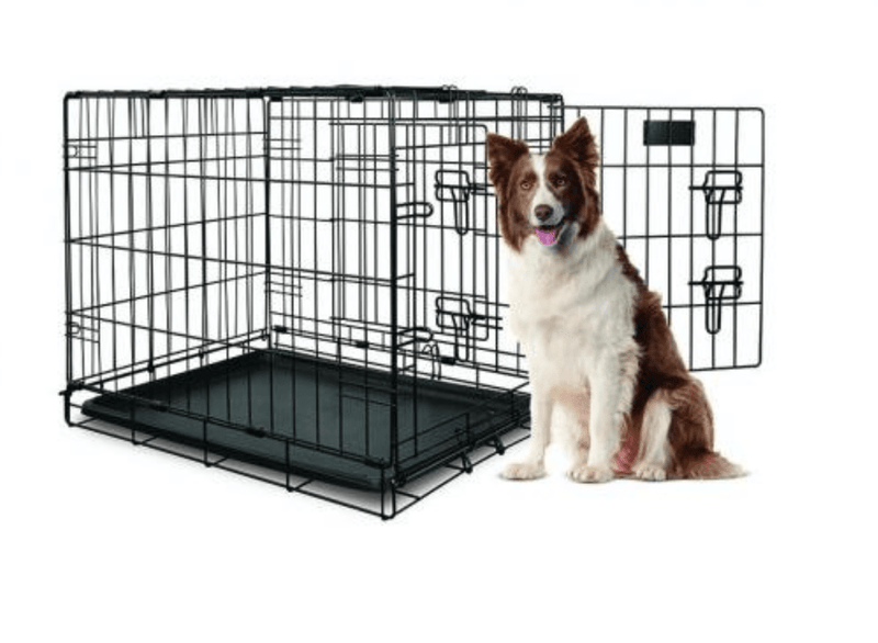 dog standing next to Yours Droolly Double Door Large Dog Crate 36 inch , Pet Essentials Warehouse, Pet City