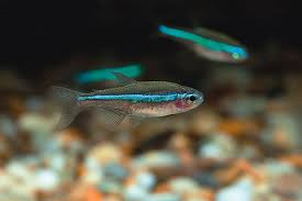 Green Neon Tetra