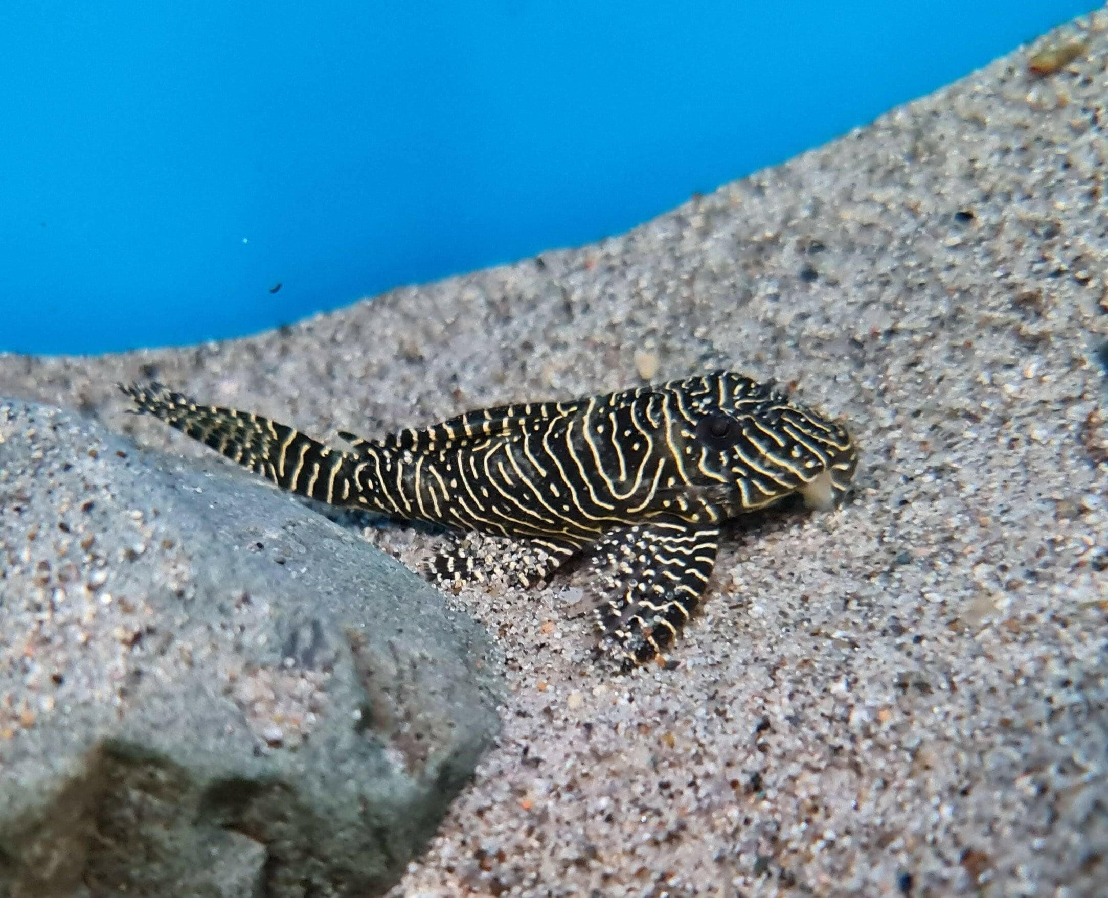Queen Arabesque Pleco L260 - Shop Live Fish - Pet Essentials Napier