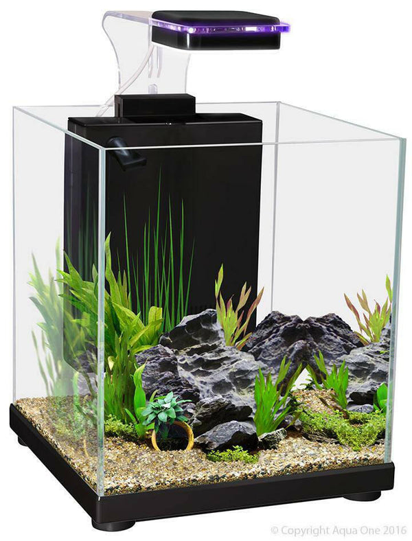 Aqua One Betta Sanctuary Glass Tank 10L Black, Betta Fighter fish glass fish tank, aqua one fighting fish tank, pet essentials warehouse napier