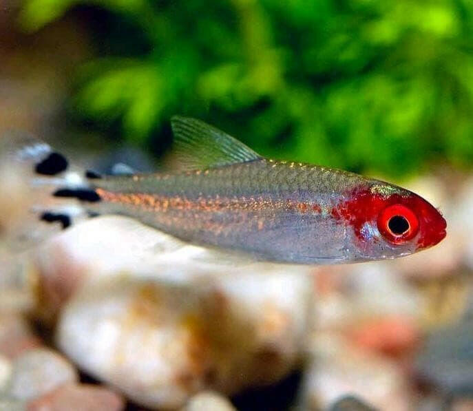 Rummy Nose Tetra