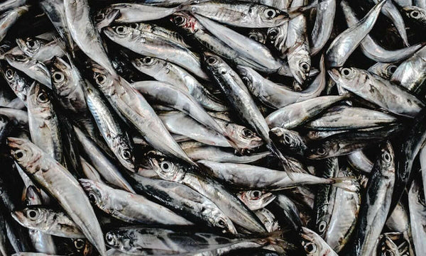 Raw Frozen Anchovies Raw Dog Food Pet Essentials Napier