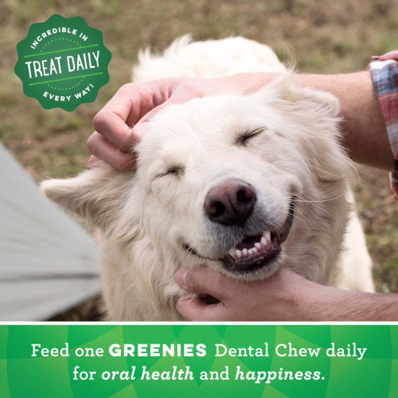 Greenies Original Dental Dog Treats feeding to a dog, Pet Essentials Warehouse, Pet city, Dog Dental treats, Dog Dental treat