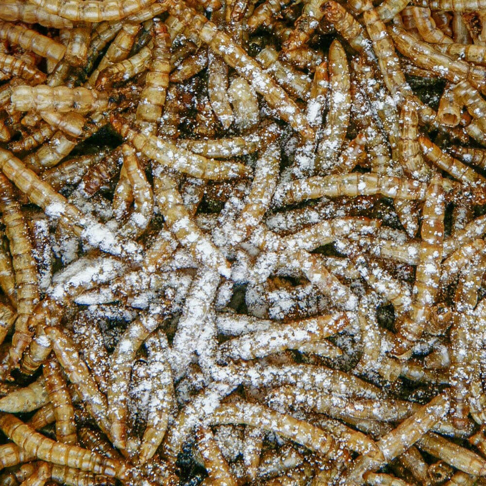 Sera Reptile Calcium powder and mealworms, pet essentials warehouse, pet essentials napier, fishly