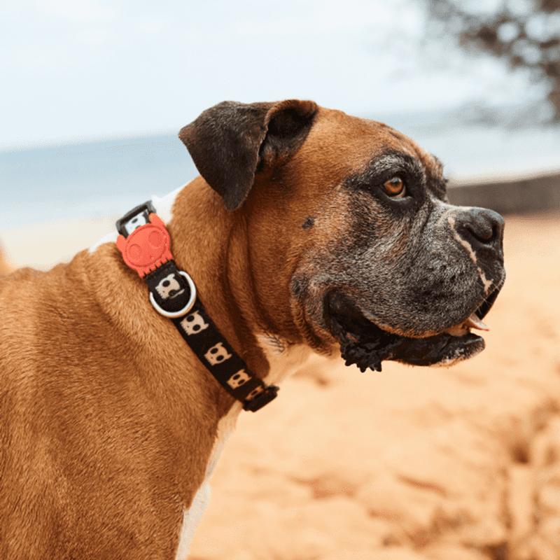 brow boxer dog wearing zee.dog skull black collar on the beach, zee.dog skull collar animates, pet essentials napier