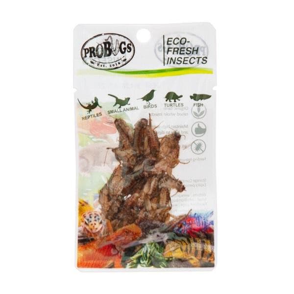 Pro Bugs Crickets, house crickets, pet essentials napier, pet essentials hastings, fishly, hollywood fish farm, crickets for birds
